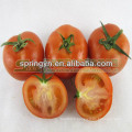 Serres agricoles pour Tomate Red Sun Tomate